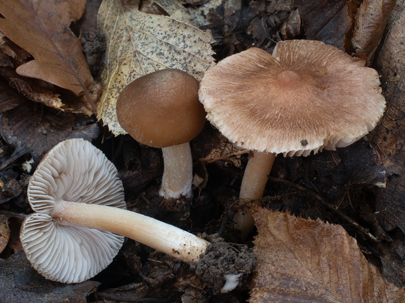 Inocybe bonii
